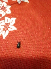 Otiorhynchus meridionalis