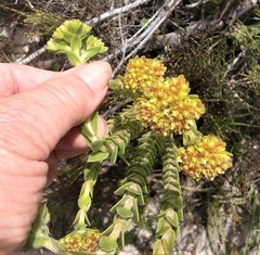 Crassula subulata fastigiata