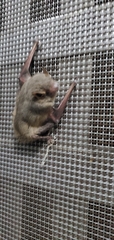 Pipistrellus abramus