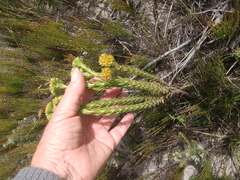 Crassula subulata fastigiata