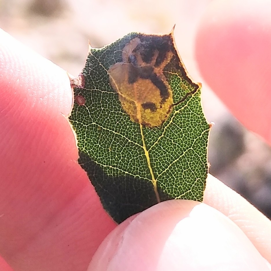 Ectoedemia suberis