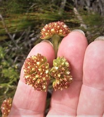 Crassula subulata fastigiata