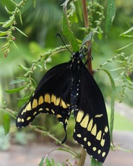 Papilio polyxenes