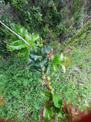 Schinus latifolia