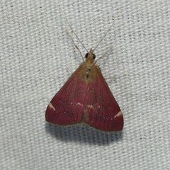 Pyrausta grotei