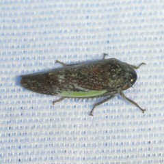 Hamana gelbata