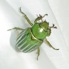 Chrysina gloriosa