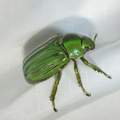Chrysina gloriosa