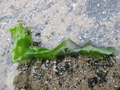 Ulva lactuca
