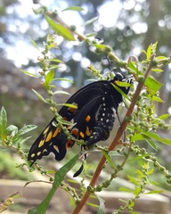 Papilio polyxenes