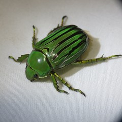 Chrysina gloriosa