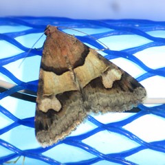 Drasteria pallescens