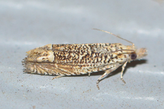 Eucosma argutipunctana