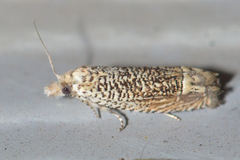 Eucosma argutipunctana