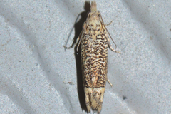 Eucosma argutipunctana