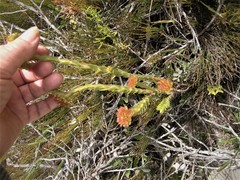 Crassula subulata fastigiata