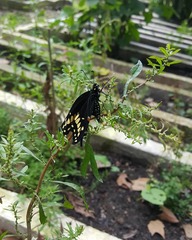Papilio polyxenes