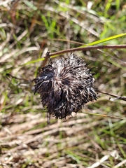 Rhopalomyia alticola