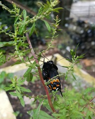 Papilio polyxenes