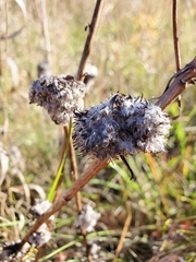 Rhopalomyia alticola