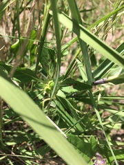 Euphorbia cuphosperma