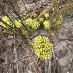 Crassula subulata fastigiata