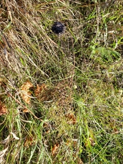 Rhopalomyia alticola