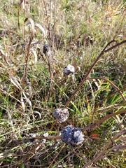 Rhopalomyia alticola