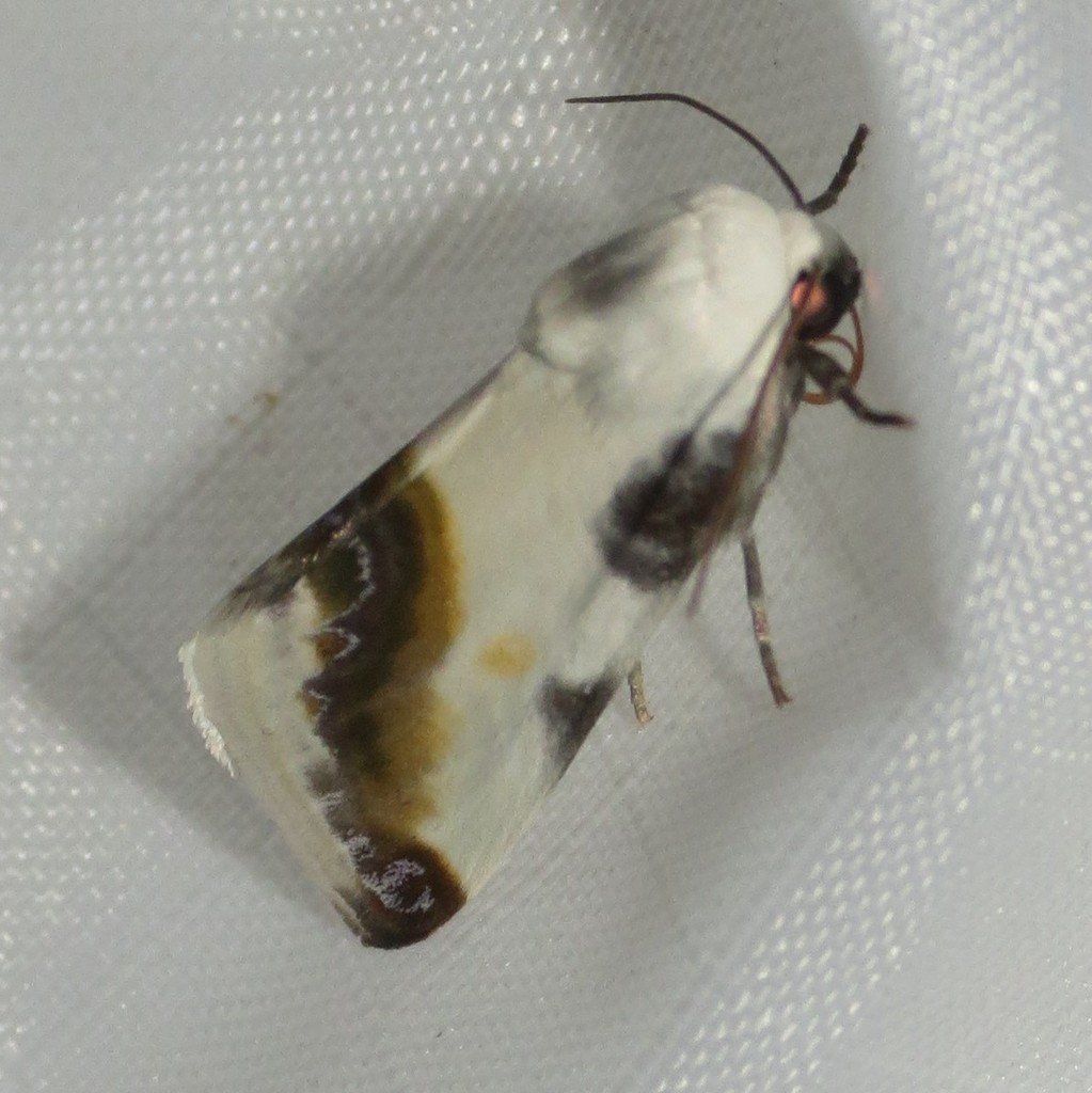 Acontia chea
