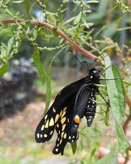 Papilio polyxenes
