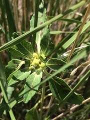 Euphorbia cuphosperma
