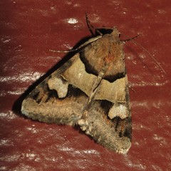 Drasteria pallescens