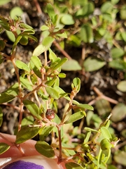 Euphorbia geyeri