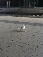 Columba livia domestica