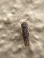 Arocephalus longiceps