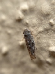 Arocephalus longiceps