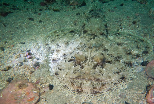 Lophius piscatorius