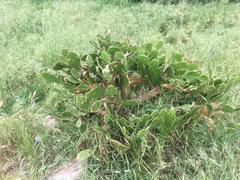 Opuntia monacantha