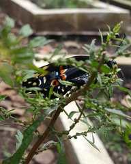 Papilio polyxenes