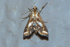 Chrysendeton imitabilis