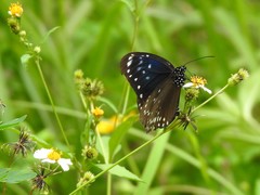 Euploea midamus