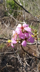 Dichaetanthera