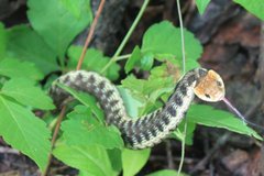 Thamnophis chrysocephalus