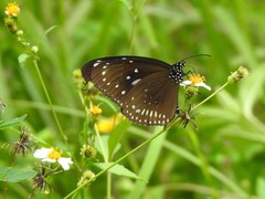 Euploea midamus