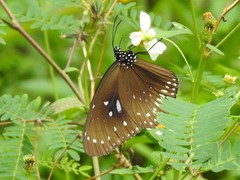 Euploea midamus