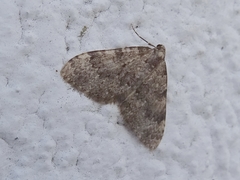 Nebula ibericata