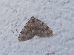 Nebula ibericata