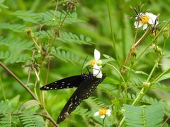 Euploea midamus