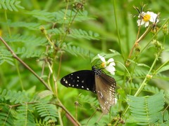 Euploea midamus