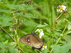 Euploea midamus